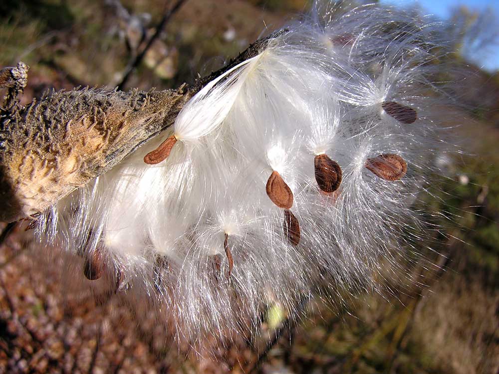 Milkweed Seeds