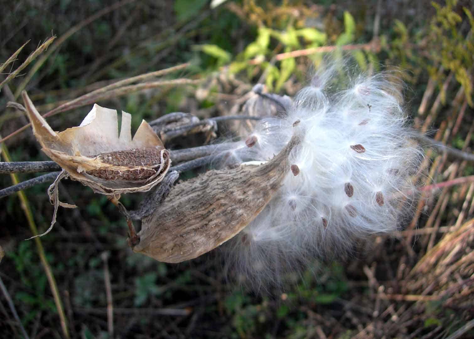 Milkweed Seeds