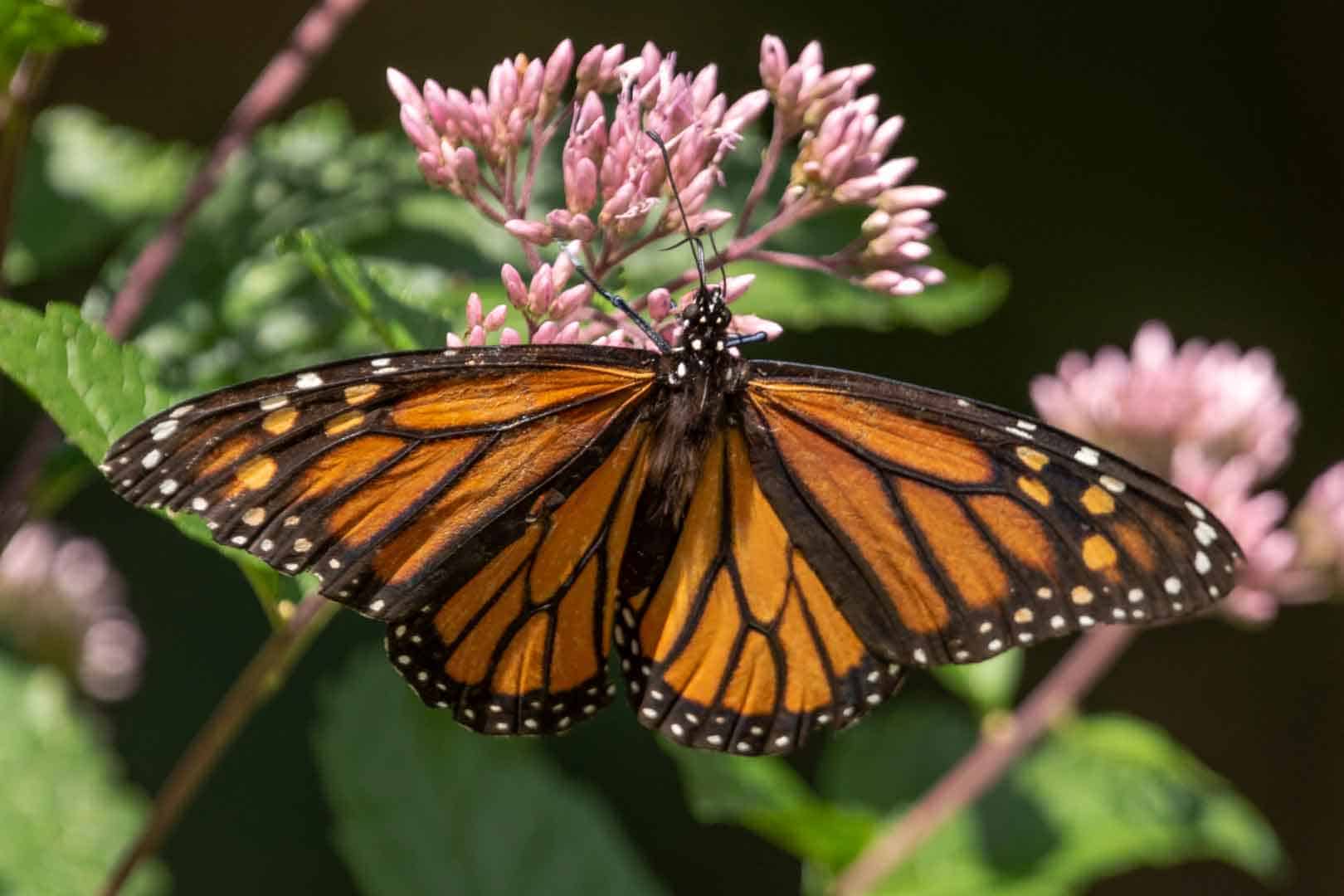 Monarch butterfly foraging on Joe-Pye Weed