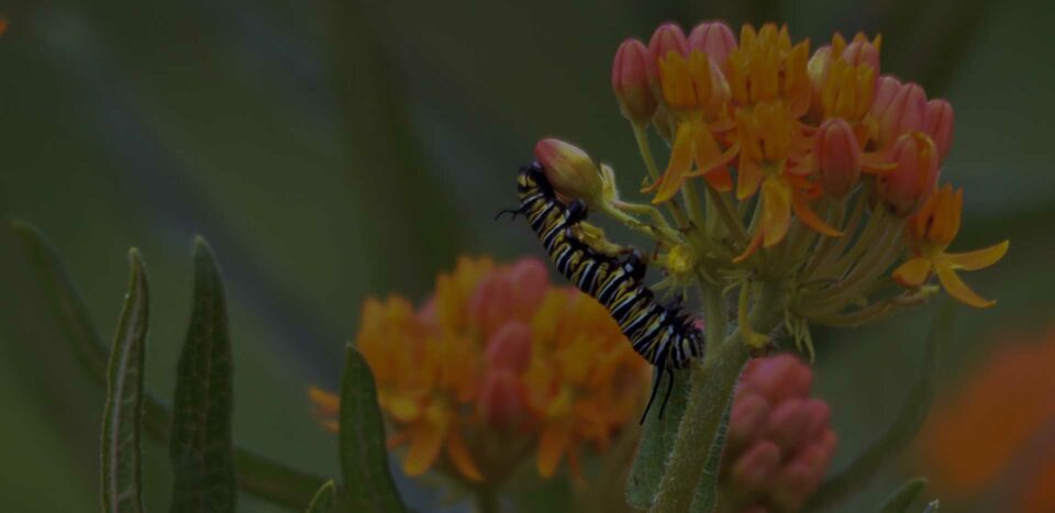 milkweed for butterflies