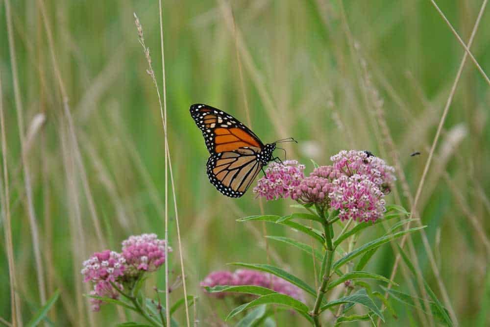 Monarch Butterfly Feeding on Swamp Milkweed