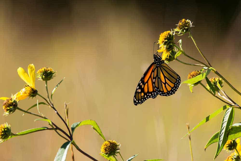 Monarch Butterfly on Verbesina