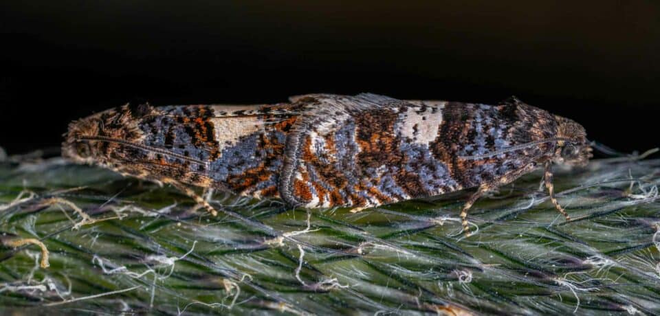 Moths Mating