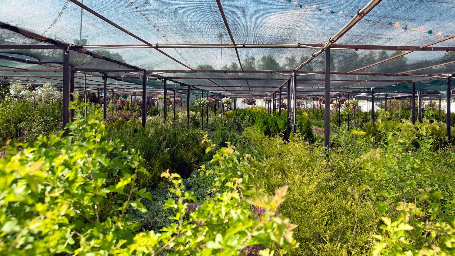 Native Plant Nursery