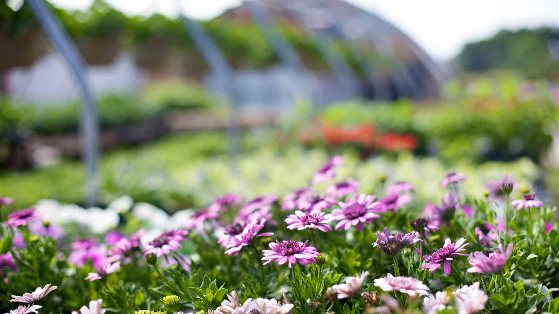 Native Plant Nursery