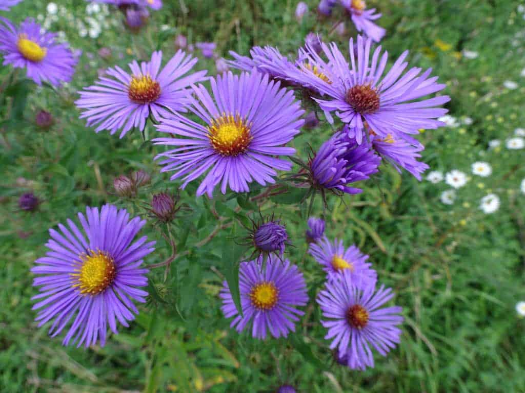 new england aster 2