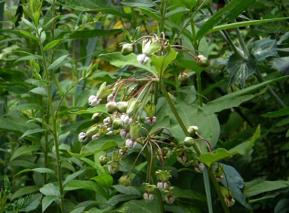 Poke Milkweed