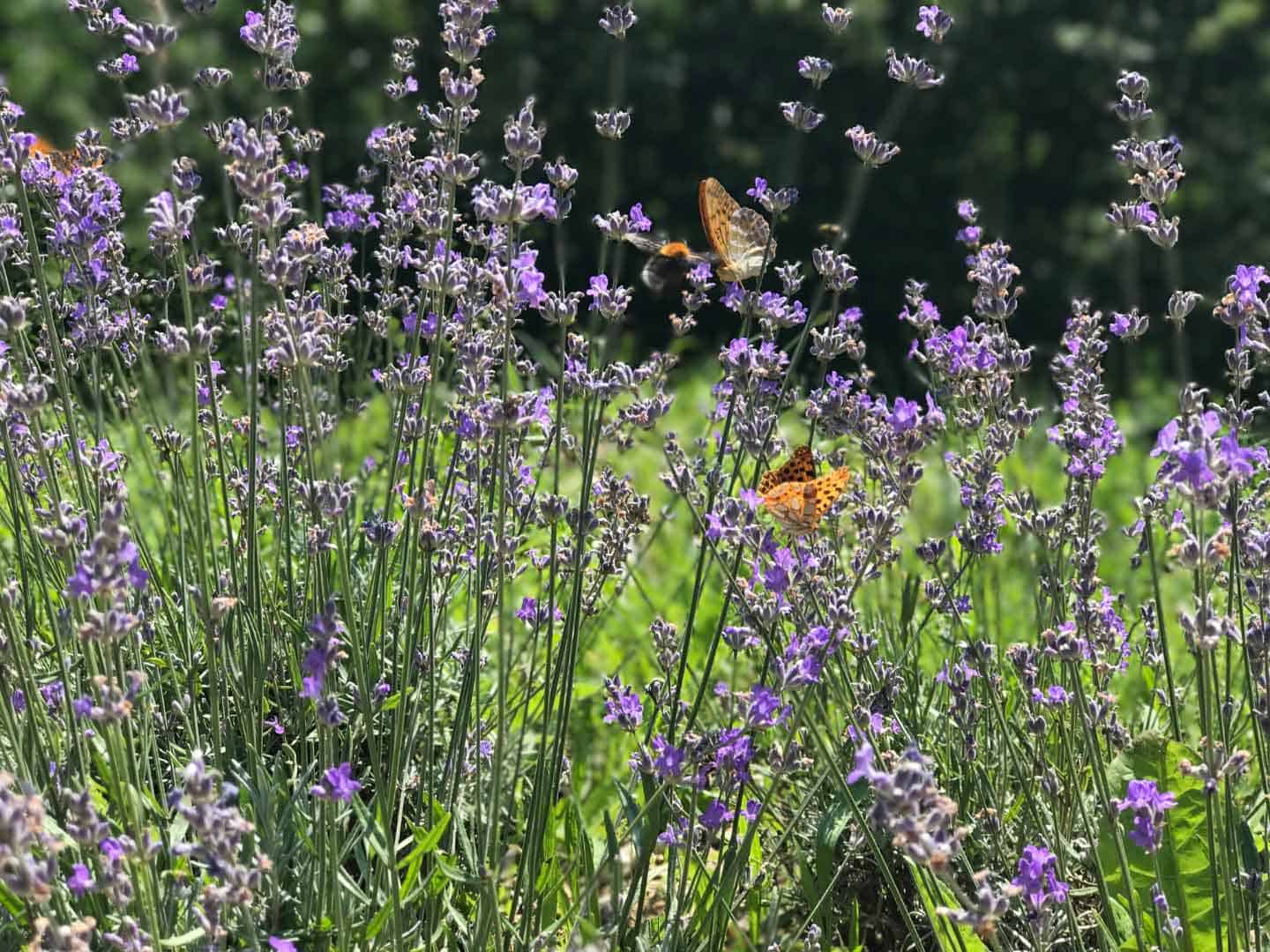 Pollinator Garden