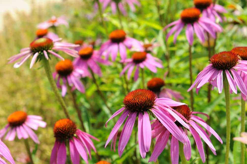 Purple Coneflower