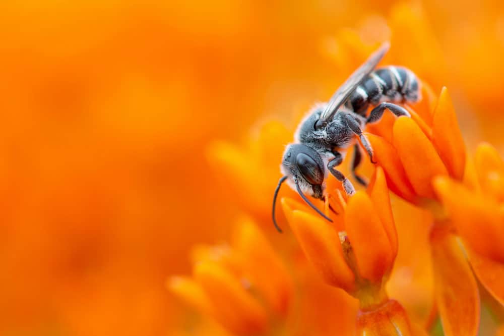 ray hennessy jN5pk0lbv4E unsplash butterfly weed 1000