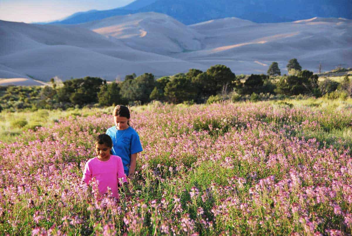 rocky mountain beeplant great sand dunes national park 1