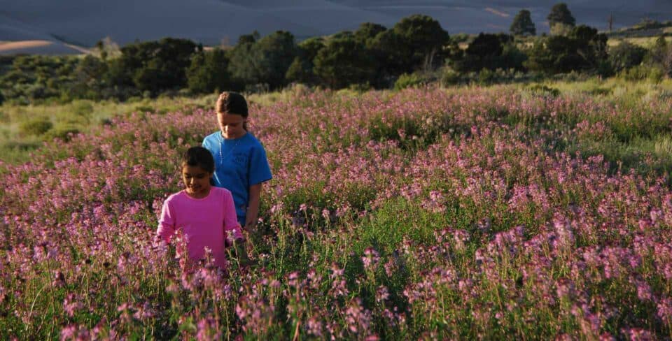 Rocky Mountain Beeplant, Great Sand Dunes National Park and Preserve