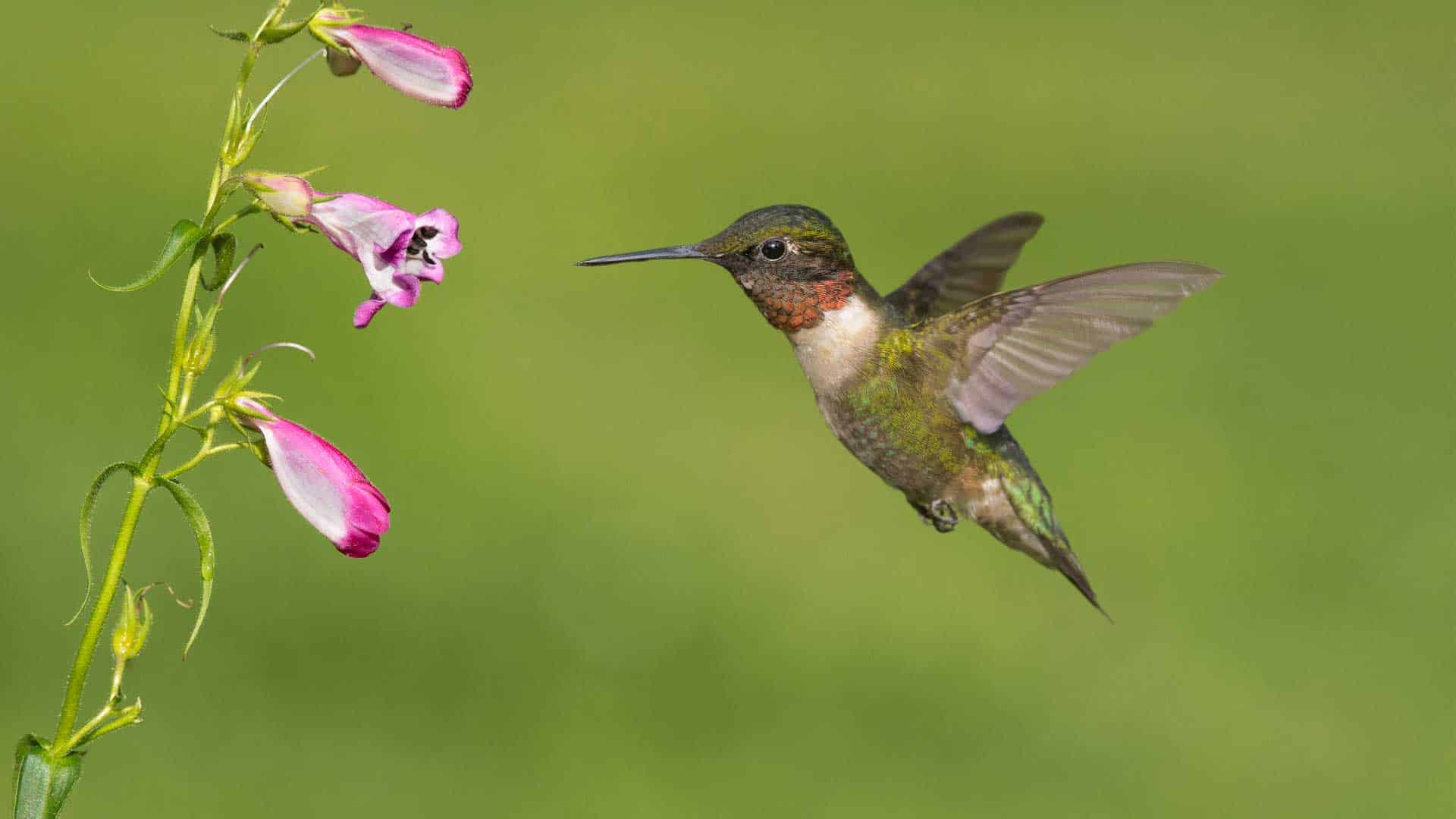 Ruby-Throated Hummingbird getting nectar from a Penstemon flower