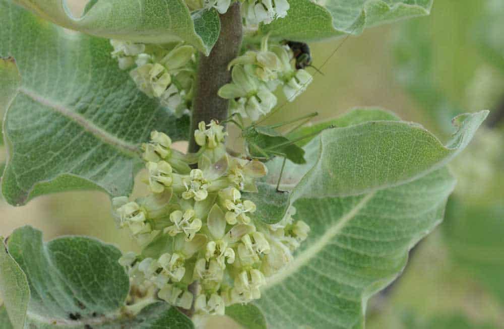 Sand Milkweed