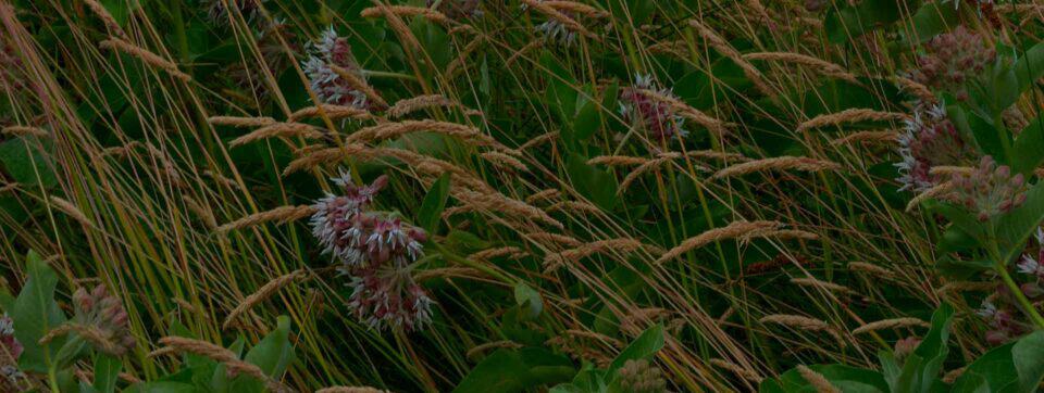 Showy Milkweed