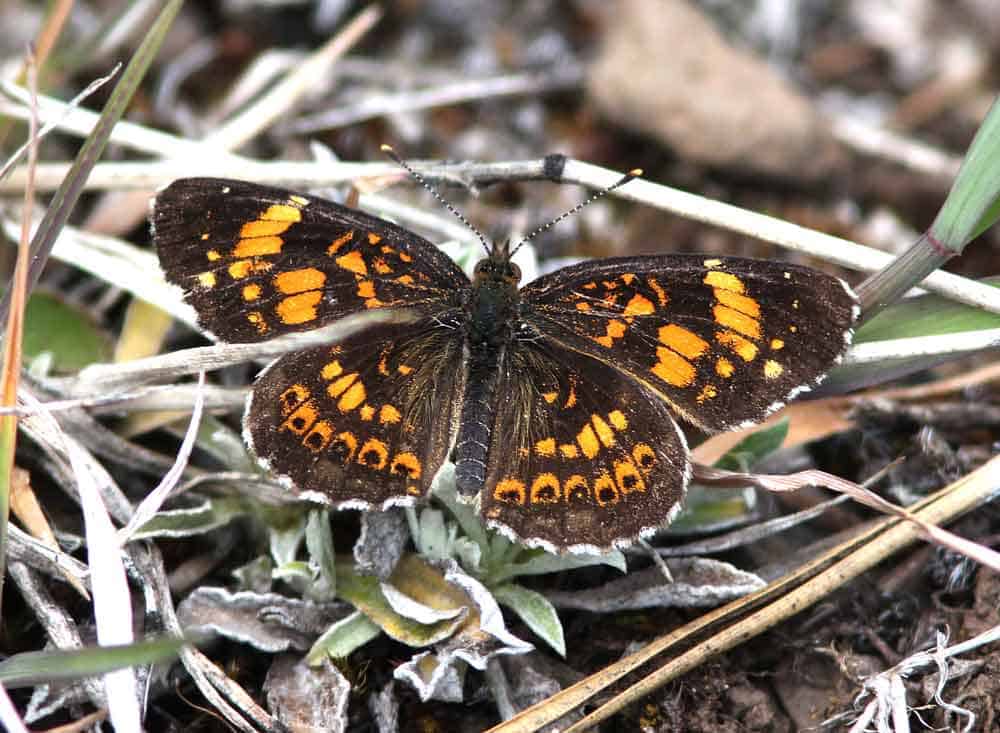 silvery checkerspot butterfly