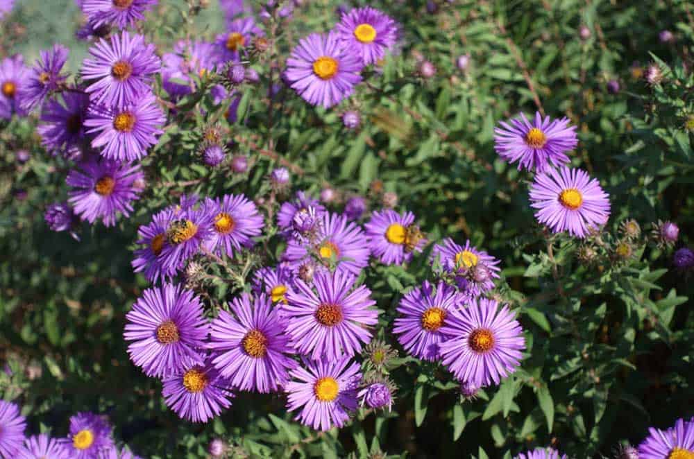 Smooth Blue Aster Symphyotrichum laeve