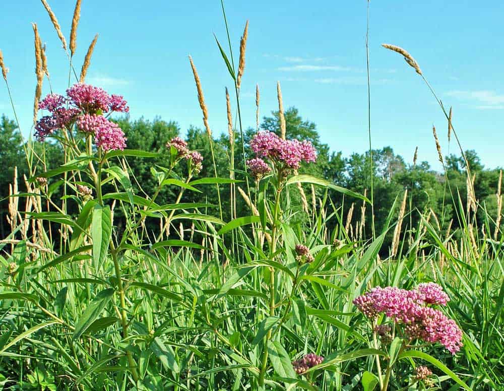 Swamp Milkweed