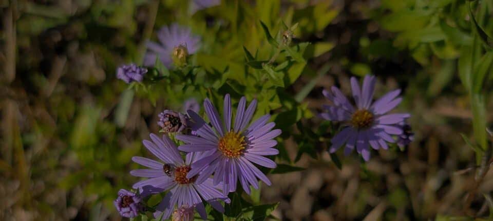 Aromatic Aster native plant