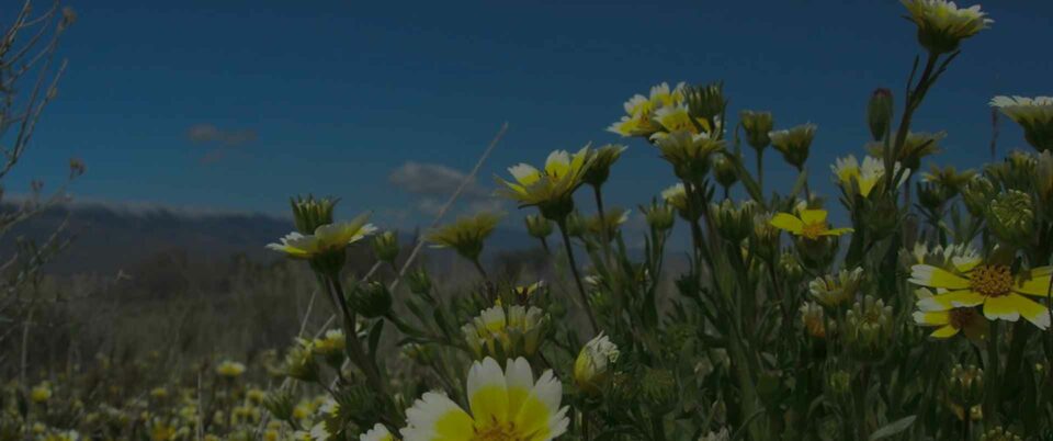 California Native Flowers