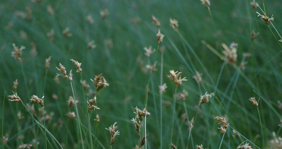 Carex praegracilis Native Plant