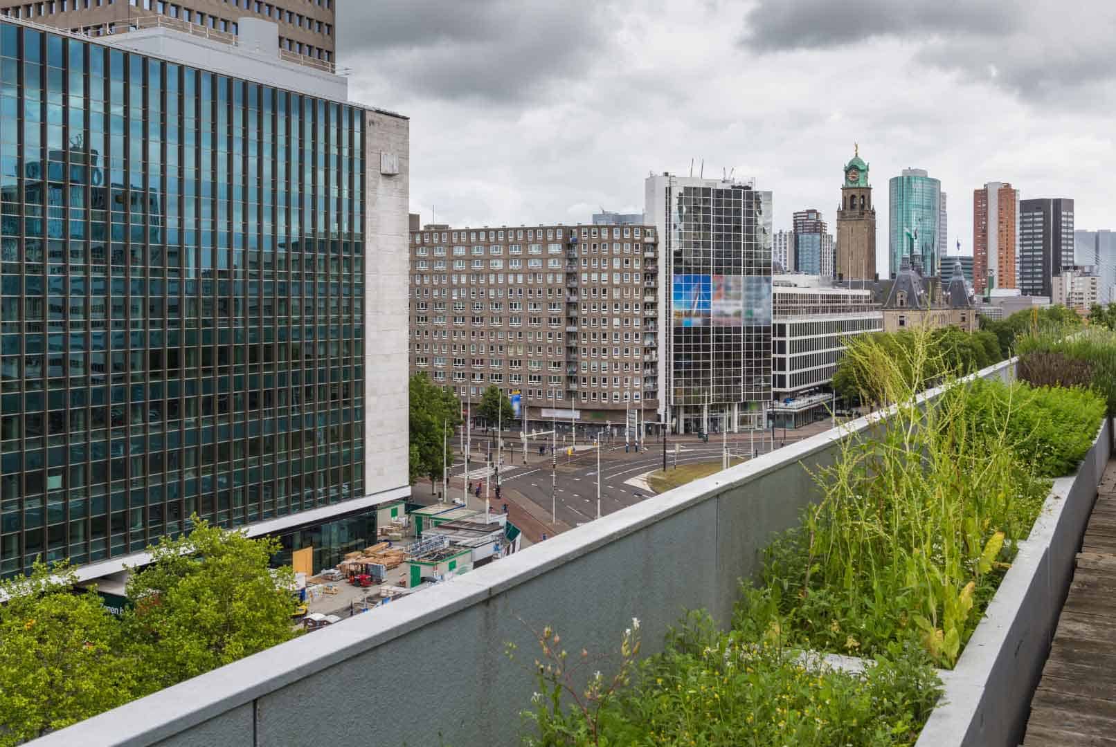 Urban Native Plant Garden