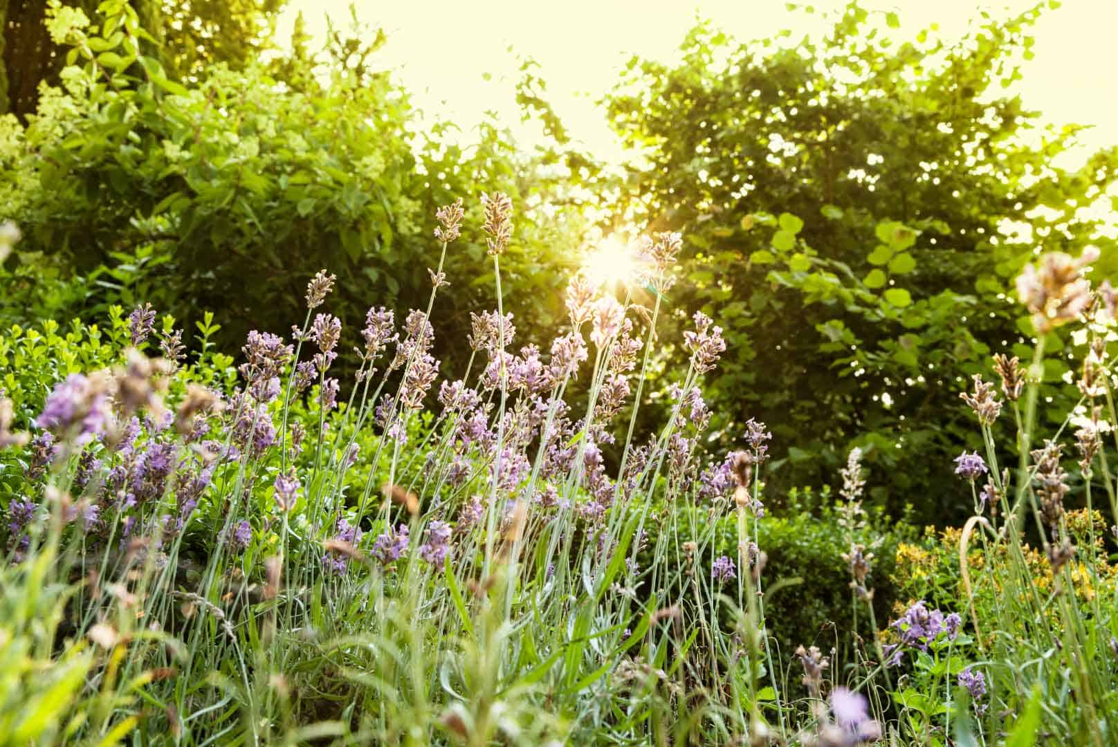 wild backyard