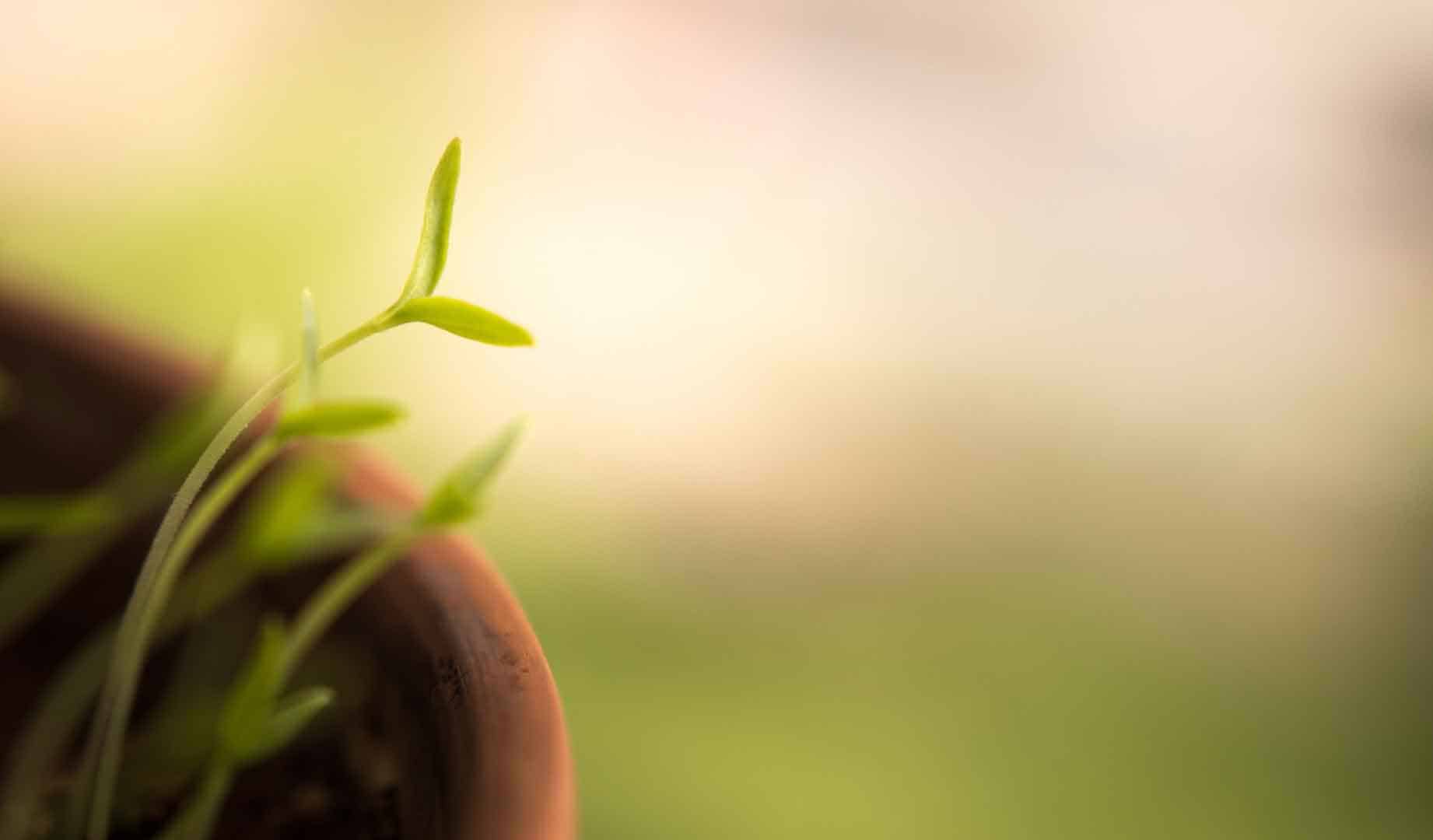 Native Plant Container Gardening